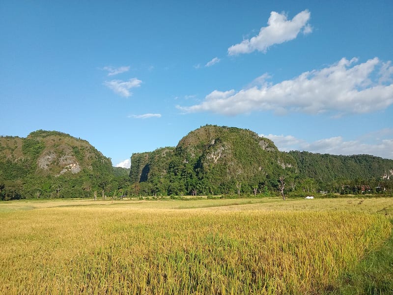 Perbukitan karst bertebing dan bervegetasi di belakang hamparan sawah Leang-Leang.